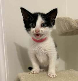 Photo of Tractor Supply