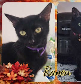 Photo of Raven