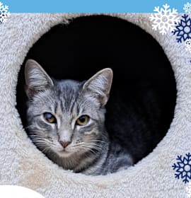 Photo of Zeus- $25 Bissell Sponsored Adoption Fee!