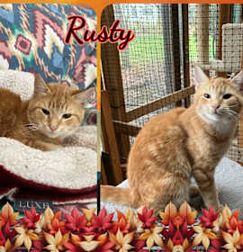 Photo of Rusty