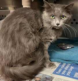 Photo of SOCK SNIFFER