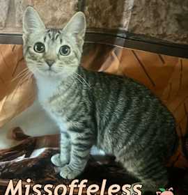 Photo of Missoffeless