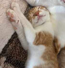 Photo of Queen Elizabeth II