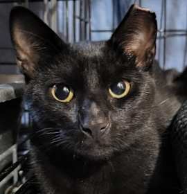 Photo of Saturn Eden - must have friend