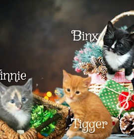 Photo of Winnie *kitten*