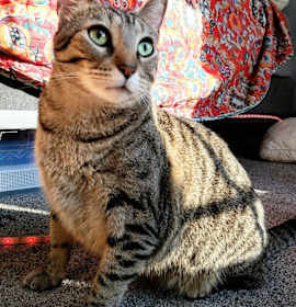 Photo of Bean the Queen