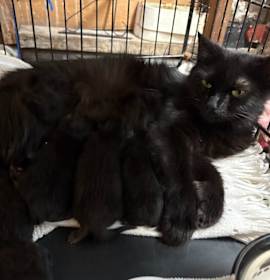 Photo of 2025-116 Rosalie - In Foster Care