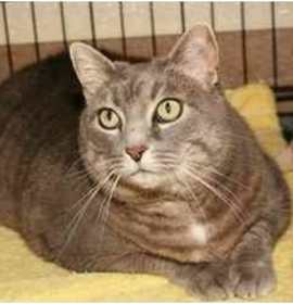 Photo of Peaches (at shelter)