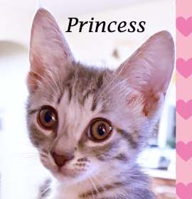 Photo of PRINCESS