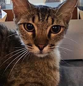 Photo of Chili Pepper