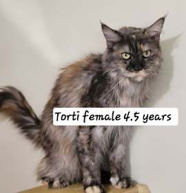 Photo of OH - Maizie Daisy (Mae Mae) (MCR)