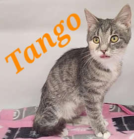 Photo of Tango