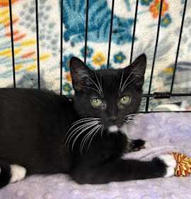 Photo of Sierra Nevada