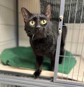 Photo of Sirius Black