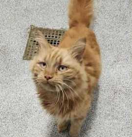 Photo of Zoodle Noodle