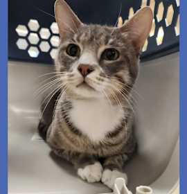 Photo of Cat Condo #14 Bay-Bay