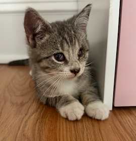 Photo of Mocha (Mount Grove 2)