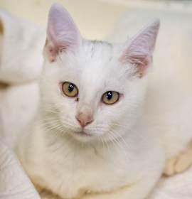 Photo of Purris Hilton