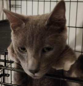 Photo of Catpurrnicus