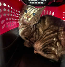 Photo of Colin Feral