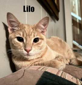 Photo of Lilo