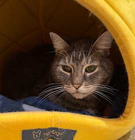 Photo of Lunar Eclipse