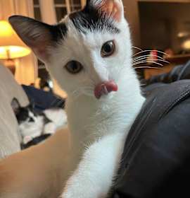 Photo of Miss Vickie, Ruffles & Kettle