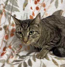 Photo of Morticus (PETCO DUNN)