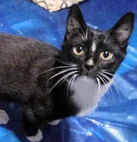 Photo of Mittens - Winter Litter