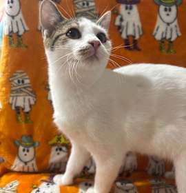 Photo of Olivia Rodrigo