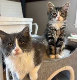 Photo of Benny Bunny