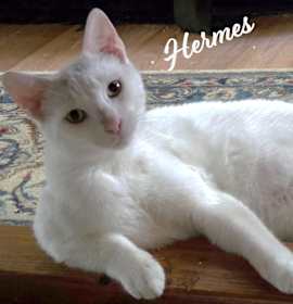 Photo of Hermes #brother-of-Ash