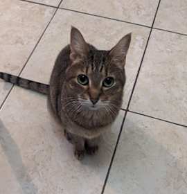 Photo of Sirsha (Bibi)