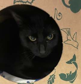 Photo of Moon (mcas)