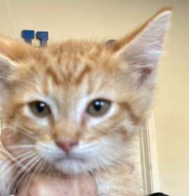 Photo of Adoption pending Squash