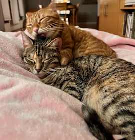 Photo of Garfield and Nermal