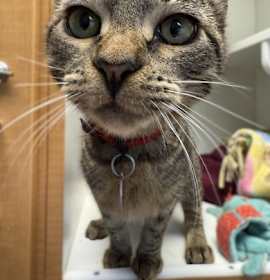 Photo of Glory - BONDED TO UNITY - AVAI