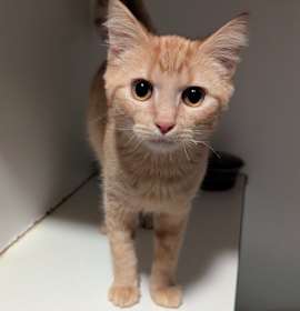 Photo of Pumpkin Spice