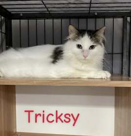 Photo of Tricksy