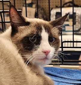 Photo of Virginia Woolf