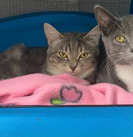 Photo of 25-28 Bella