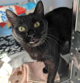 Photo of Midnight Rain