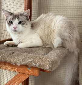 Photo of SB Lynxpoint