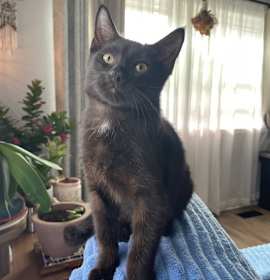 Photo of Van Helsing