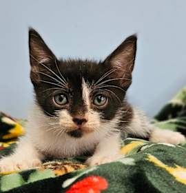 Photo of Limp Bizkit