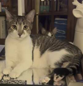 Photo of Scotch Bonnet