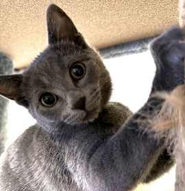 Photo of KITTEN TEA KETTLE (TK)