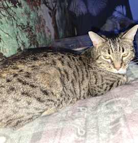 Photo of Simba & Nala Bonded Pair