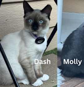 Photo of Molly & Dash - bonded kittens pair