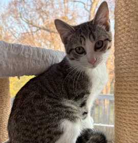 Photo of Bran - KITTEN in foster